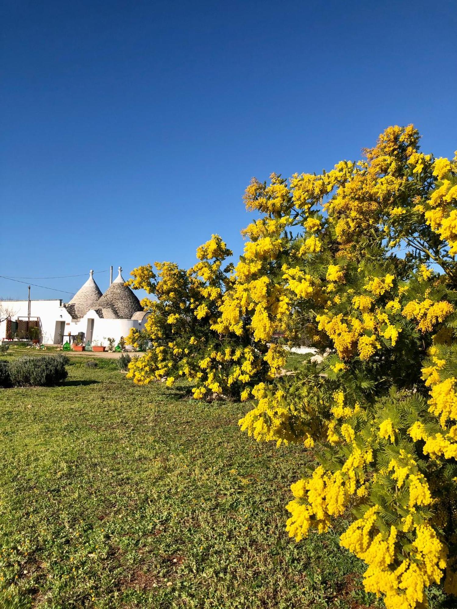 Trullo Trilli Puglia Villa Martina Franca Eksteriør billede